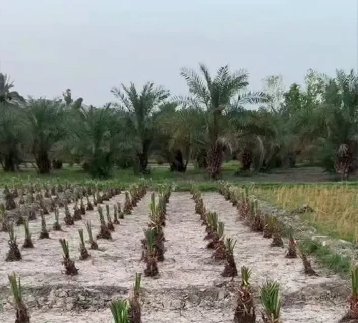 میراث زنده در نخلستانهای میناب